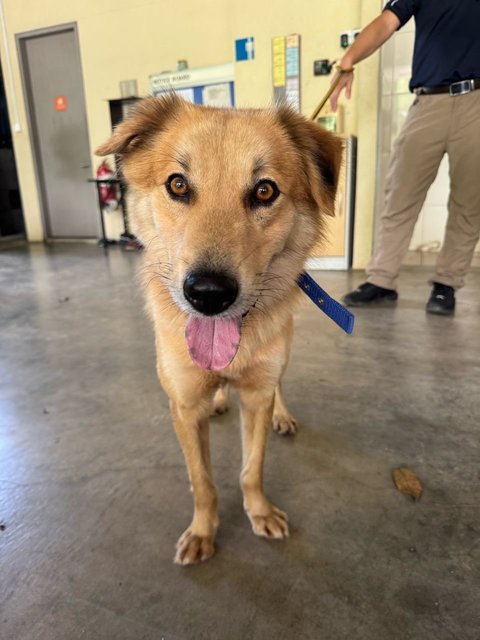 Peter - Golden Retriever Mix Dog