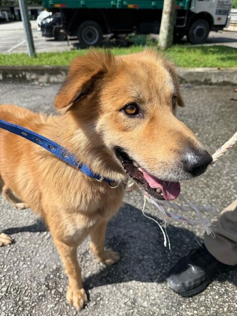 Peter - Golden Retriever Mix Dog