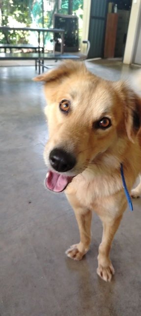Peter - Golden Retriever Mix Dog