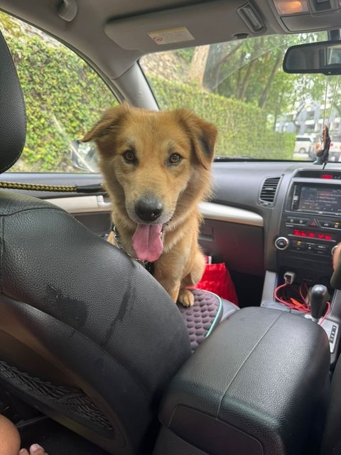 Peter - Golden Retriever Mix Dog
