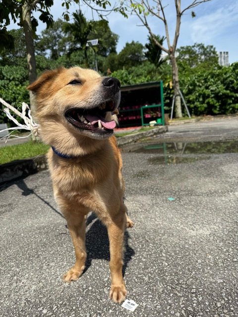 Peter - Golden Retriever Mix Dog