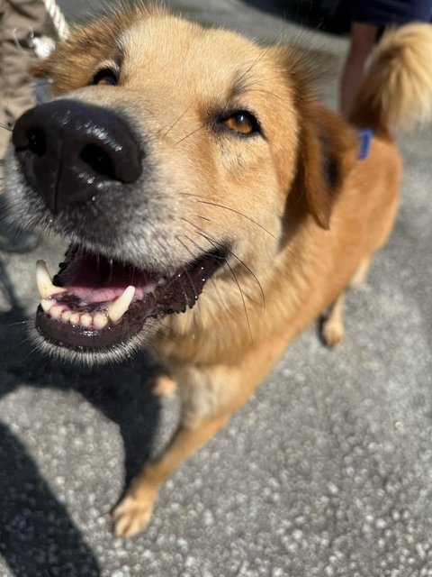 Peter - Golden Retriever Mix Dog