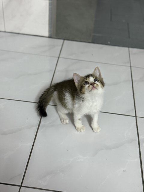 Chacha - Domestic Medium Hair Cat