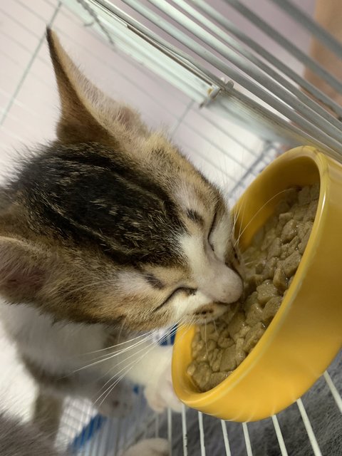 Chacha - Domestic Medium Hair Cat
