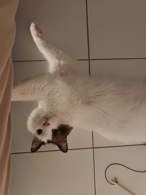 Cheerios - Ragdoll Cat