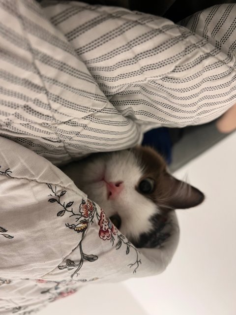 Cheerios - Ragdoll Cat