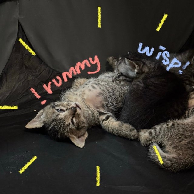 Rummy &amp; Wisp - Domestic Short Hair Cat