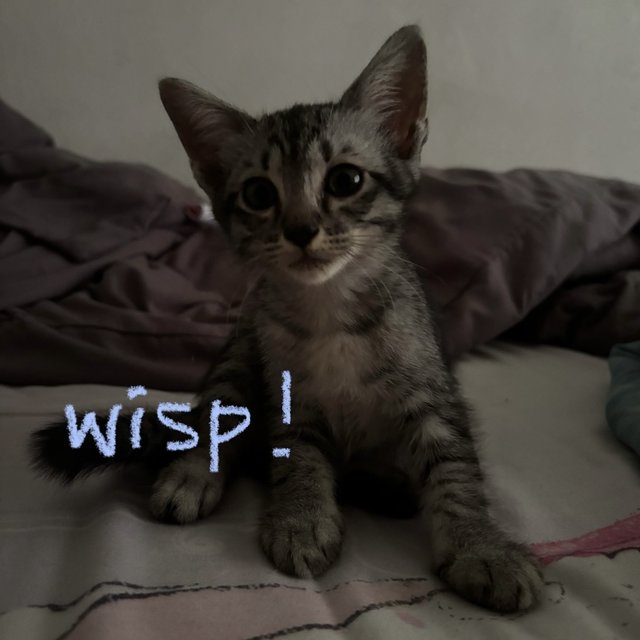 Rummy &amp; Wisp - Domestic Short Hair Cat