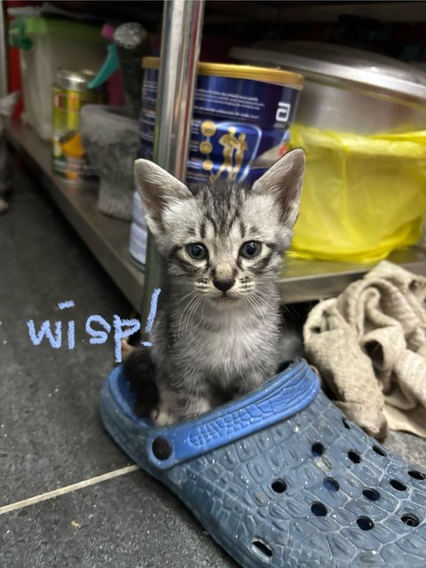 Rummy &amp; Wisp - Domestic Short Hair Cat