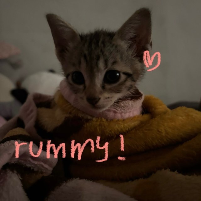 Rummy &amp; Wisp - Domestic Short Hair Cat