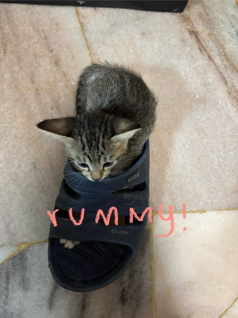 Rummy &amp; Wisp - Domestic Short Hair Cat