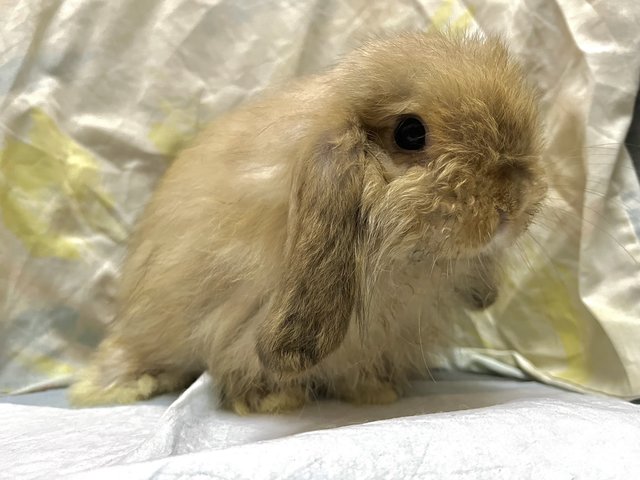 Caramel  - Holland Lop Rabbit