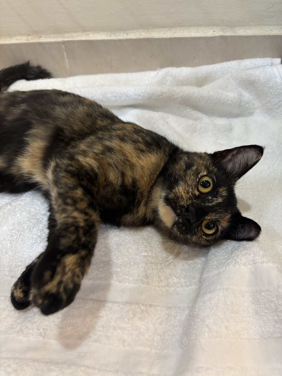 Aik - Domestic Short Hair Cat