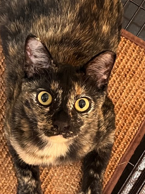 Aik - Domestic Short Hair Cat
