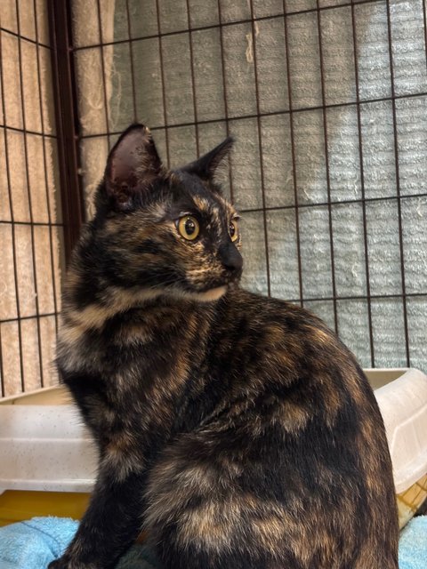 Aik - Domestic Short Hair Cat