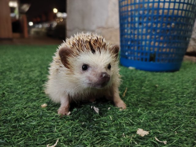 Coco And Latte - Hedgehog Small & Furry