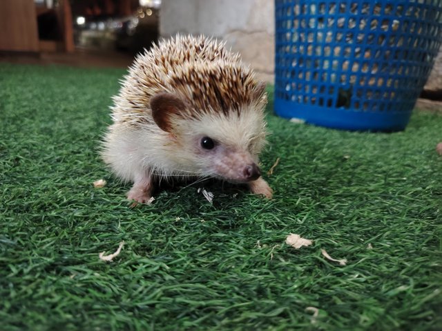 Coco And Latte - Hedgehog Small & Furry