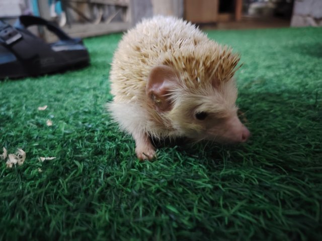 Coco And Latte - Hedgehog Small & Furry