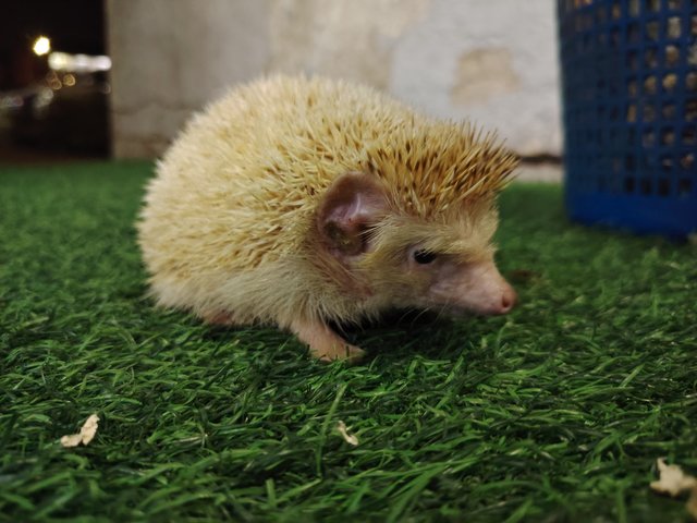 Coco And Latte - Hedgehog Small & Furry