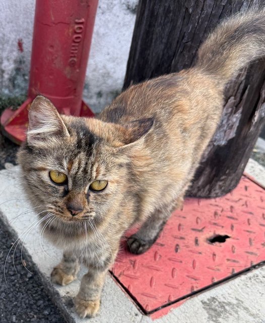Brownie - Domestic Medium Hair Cat