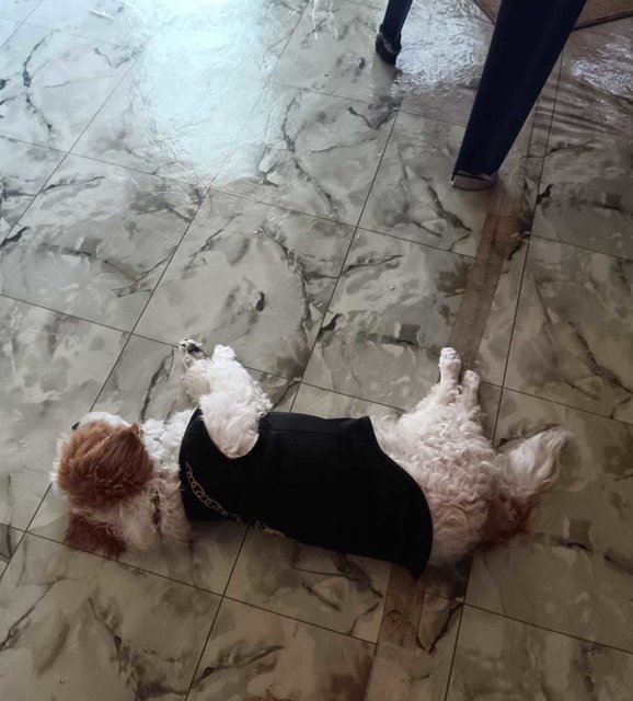 Baby [Please Whatsapp Message-no Calls] - Poodle + Shih Tzu Dog