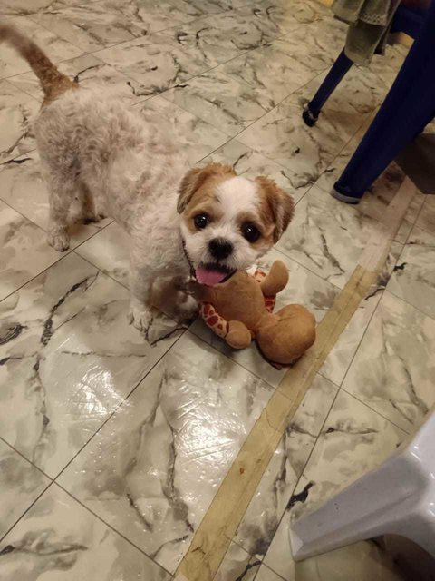 Baby [Please Whatsapp Message-no Calls] - Poodle + Shih Tzu Dog