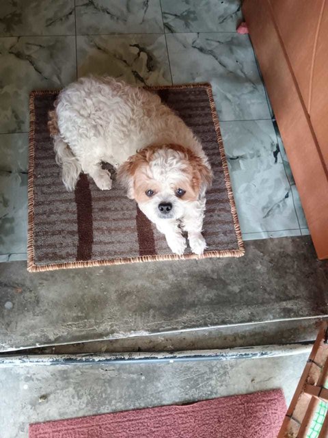 Baby [Please Whatsapp Message-no Calls] - Poodle + Shih Tzu Dog