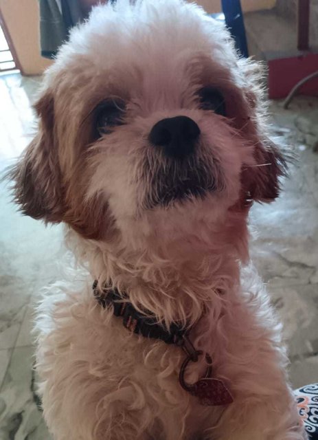 Baby [Please Whatsapp Message-no Calls] - Poodle + Shih Tzu Dog