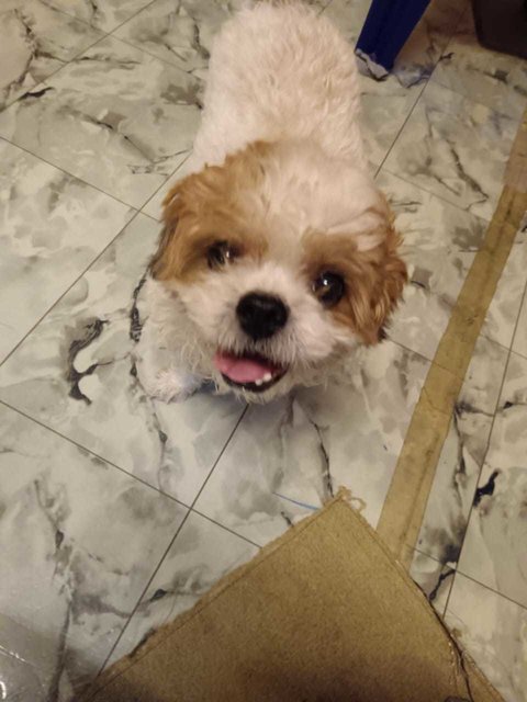 Baby [Please Whatsapp Message-no Calls] - Poodle + Shih Tzu Dog