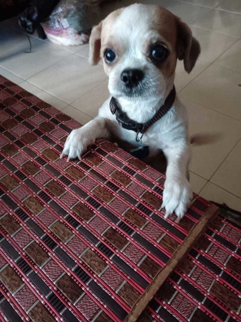 Baby [Please Whatsapp Message-no Calls] - Poodle + Shih Tzu Dog