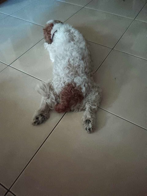 Baby [Please Whatsapp Message-no Calls] - Poodle + Shih Tzu Dog