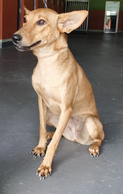 Lychee  - Mixed Breed Dog