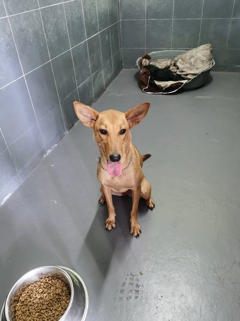 Lychee  - Mixed Breed Dog
