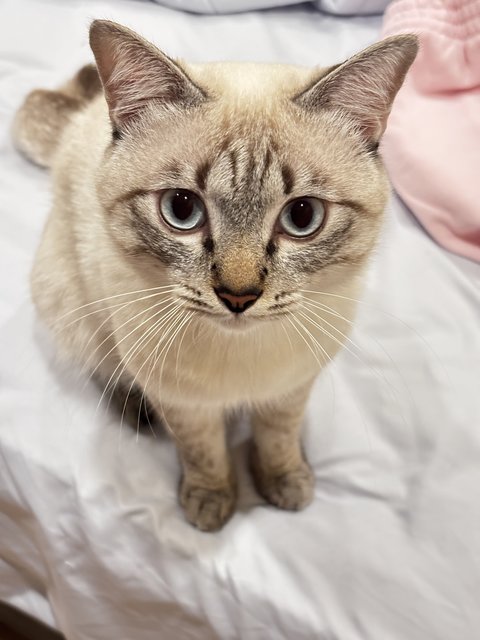 Mimi &amp; Kiki - Domestic Short Hair Cat
