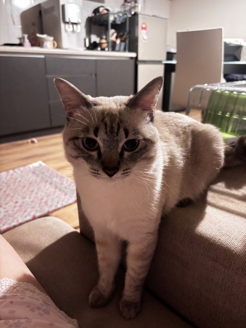 Mimi &amp; Kiki - Domestic Short Hair Cat