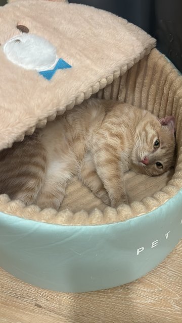 Mimi &amp; Kiki - Domestic Short Hair Cat