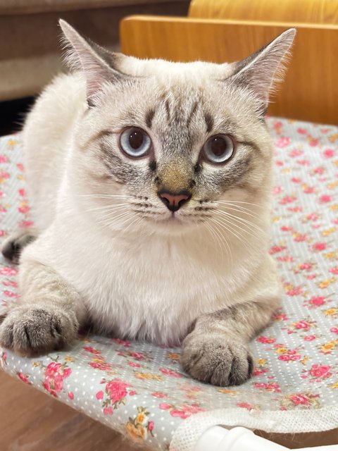 Mimi &amp; Kiki - Domestic Short Hair Cat
