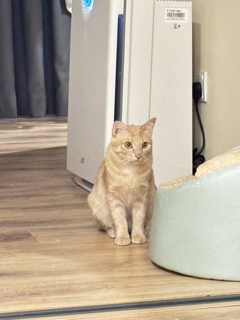 Mimi &amp; Kiki - Domestic Short Hair Cat