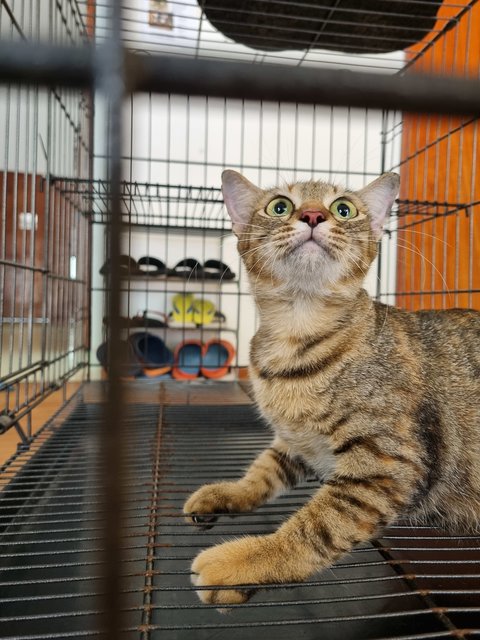Elly  - Tabby Cat