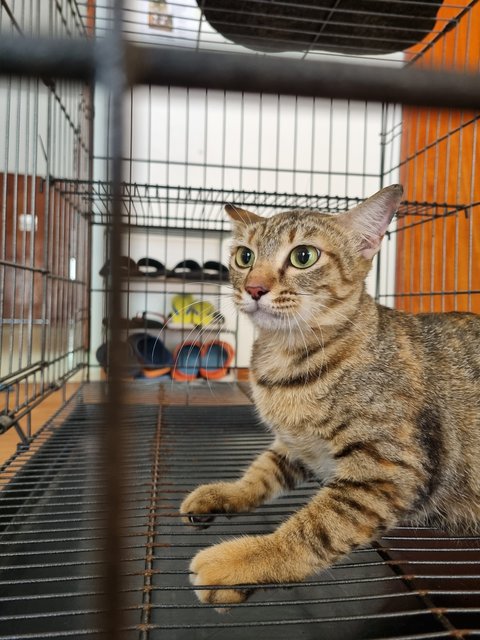 Elly  - Tabby Cat