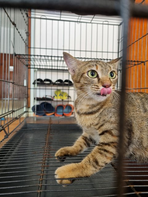 Elly  - Tabby Cat