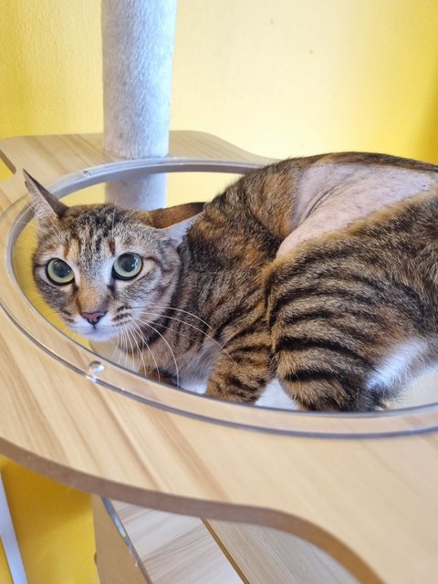 Elly  - Tabby Cat