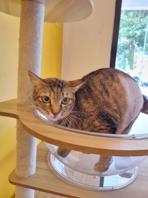 Elly  - Tabby Cat