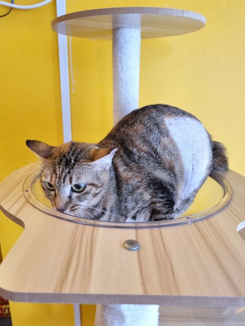 Elly  - Tabby Cat