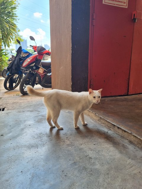 Aldon - Domestic Short Hair Cat