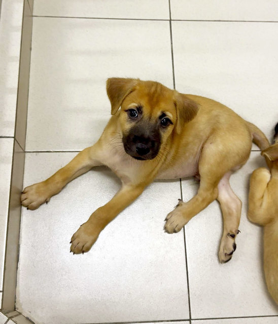 Liuliu &amp; Roku - Mixed Breed Dog
