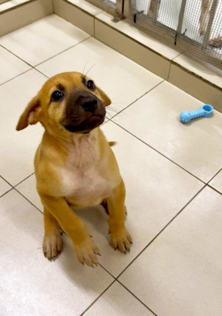 Liuliu &amp; Roku - Mixed Breed Dog