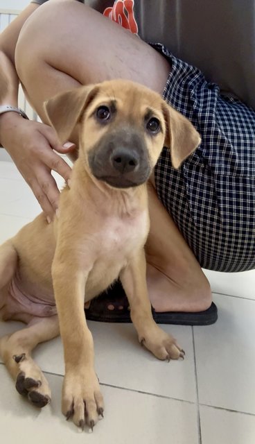 Liuliu &amp; Roku - Mixed Breed Dog