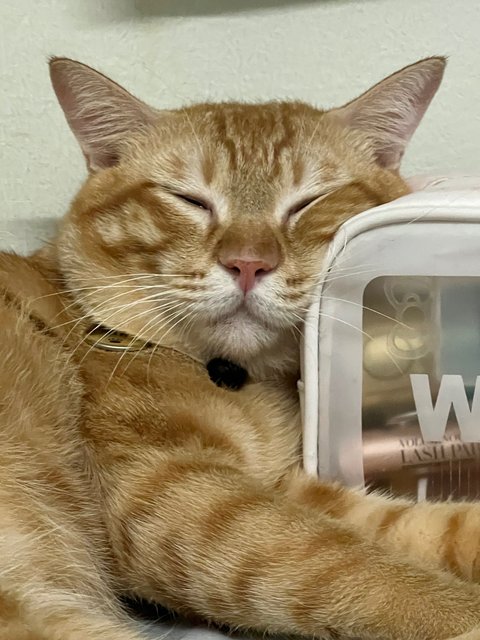 Miki - Domestic Short Hair Cat