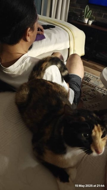 Cali - Domestic Short Hair Cat